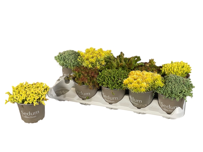 <h4>SEDUM GEM</h4>