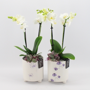 PHAL-2430 Phalaenopsis creatie