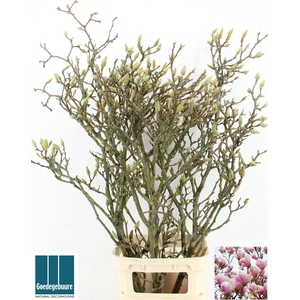 MAGNOLIA GRANDIFLORA