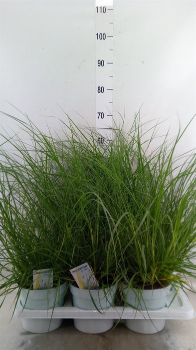 <h4>Pennisetum alopec. 'Hameln'</h4>