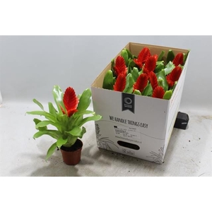 Vriesea Kallisto 9Ø 27cm