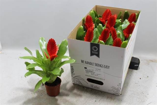 Vriesea Kallisto 9Ø 27cm