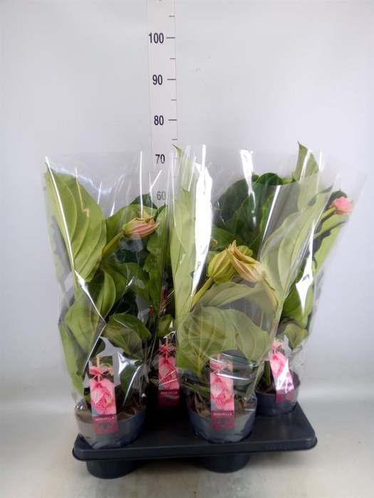 <h4>Medinilla magn.</h4>