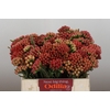 Kaaps Groen Red Brunia Small