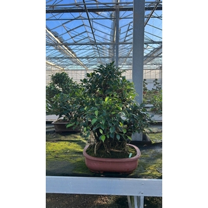 Ficus retusa, pot 44cm. Height 80cm.( single item)
