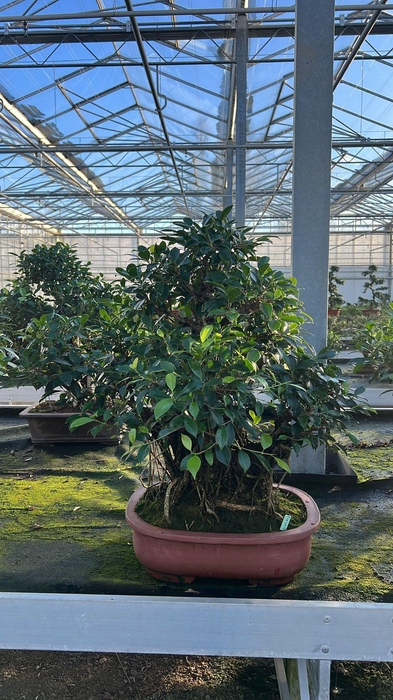 <h4>Ficus retusa, pot 44cm. Height 80cm.( single item)</h4>