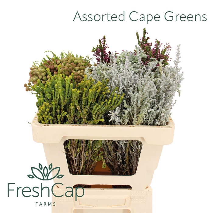 <h4>Assorted Cape Greens</h4>