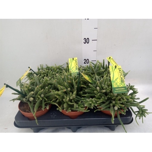 Rhipsalis baccifera subsp. horrida