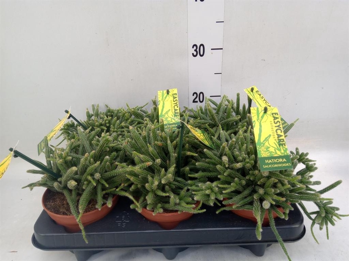 <h4>Rhipsalis baccifera subsp. horrida</h4>