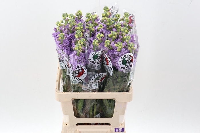 <h4>Matth Iron Marine</h4>