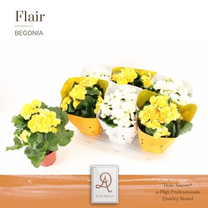 Begonia Milano Mix P14 Dolc'Amore® Flair Metallic TsT