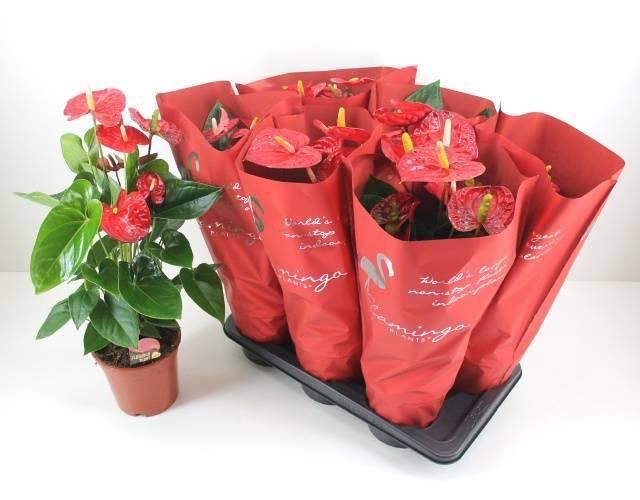 <h4>ANTHU A MAUII RED</h4>