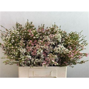 CHAME UN MY SWEET 16