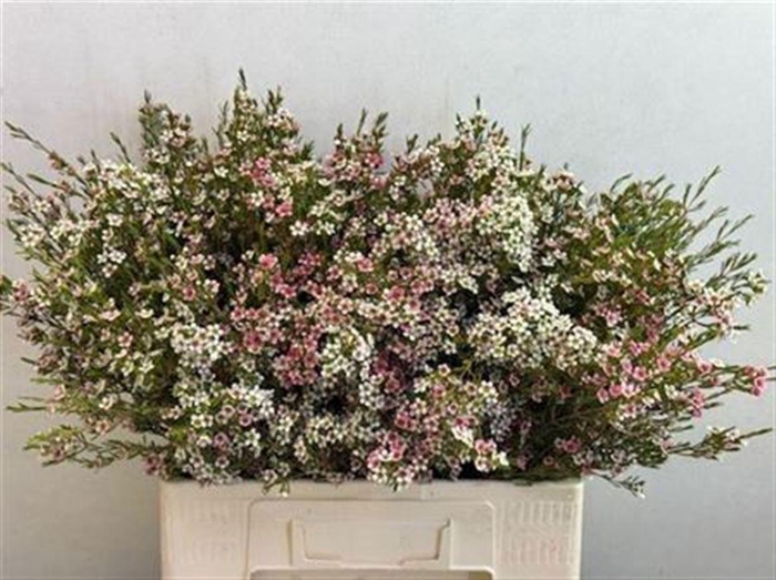 <h4>CHAME UN MY SWEET 16</h4>