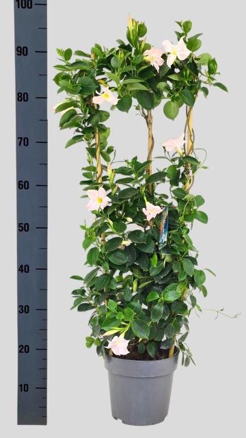 <h4>MANDE SUN WHITE</h4>