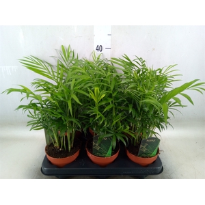 Chamaedorea elegans