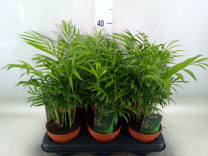 <h4>Chamaedorea elegans</h4>