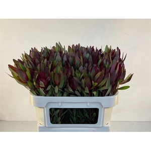 Leucad Saf Sunset 70 Cm