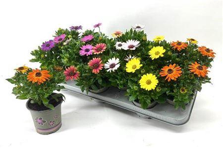 <h4>Osteospermum Margarita Mixtray 10.5</h4>