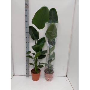 STRELITZIA NICOLAI