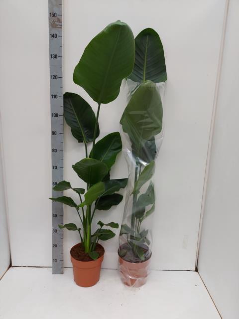 STRELITZIA NICOLAI