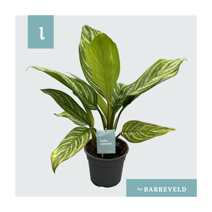 <h4>Green Agla 'Stripes' (Aglaonema)</h4>