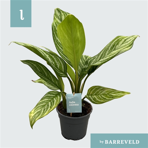 Green Agla 'Stripes' (Aglaonema)