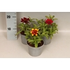 Zinnia Red Yellow bicolour