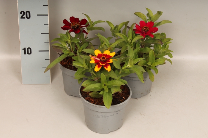 <h4>Zinnia Divers</h4>