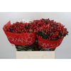 Hypericum True Romance