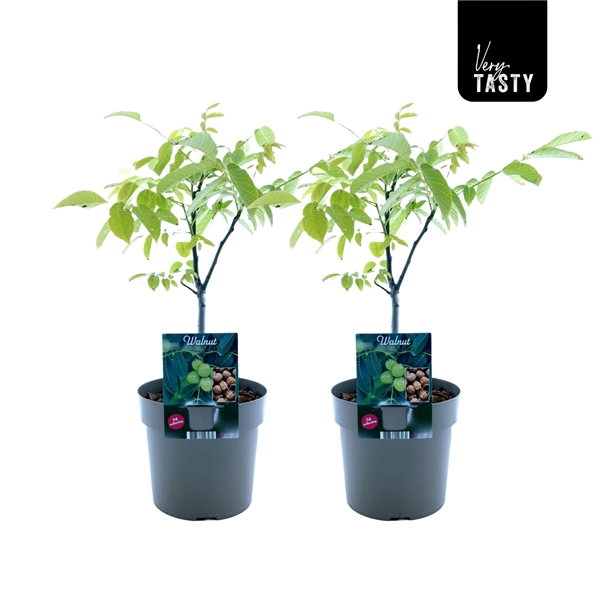 <h4>Juglans Regia</h4>