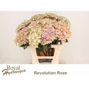 HYDR M MAG REVOLU RZ
