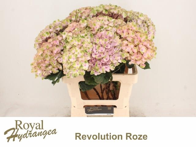 <h4>HYDR M MAG REVOLU RZ</h4>
