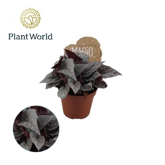 Begonia Magic Colours Silver Limbo