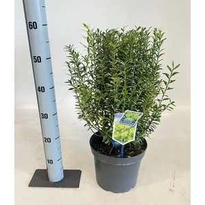 EUONYMUS JA MICROPHY