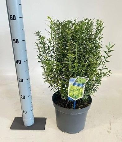 <h4>EUONYMUS JA MICROPHY</h4>