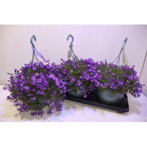 Camp Portenschlagian