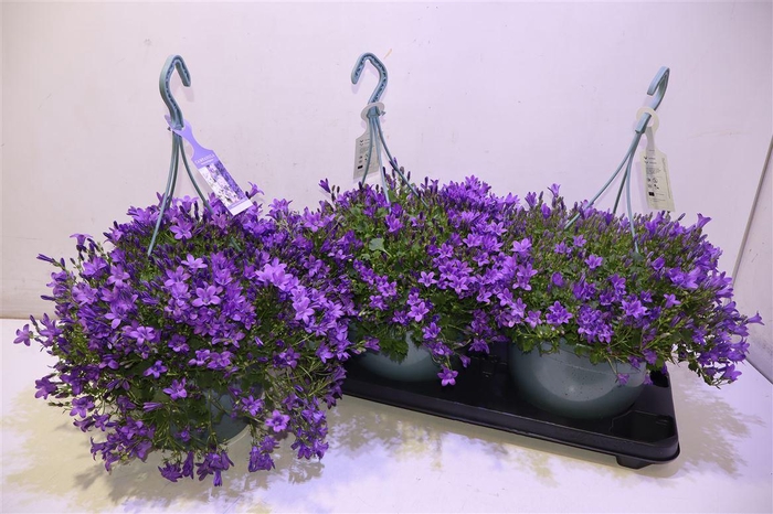 <h4>Camp Portenschlagian</h4>