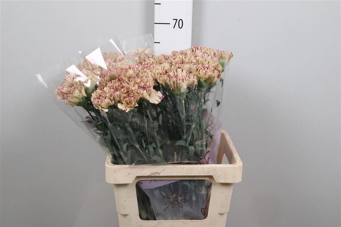 <h4>Di St Viper</h4>