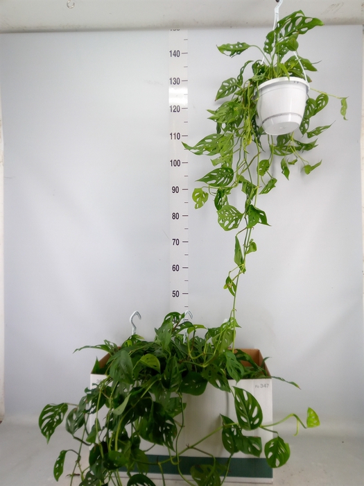 <h4>Monstera obliqua 'Leichtlinii'</h4>