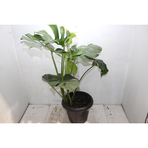 MONSTERA DELICIOSA P30