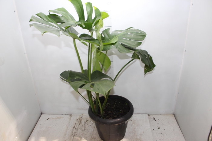 <h4>MONSTERA DELICIOSA P30</h4>