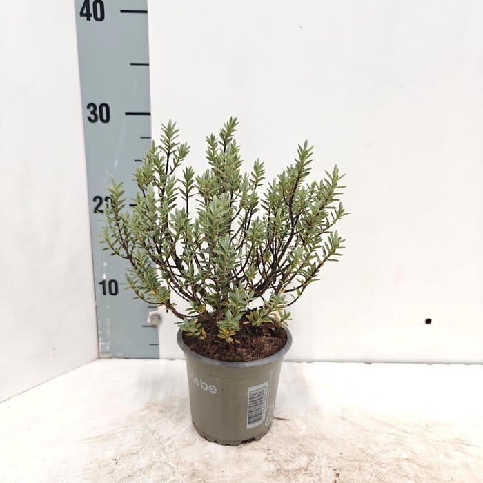 <h4>Hebe pimeleoides</h4>