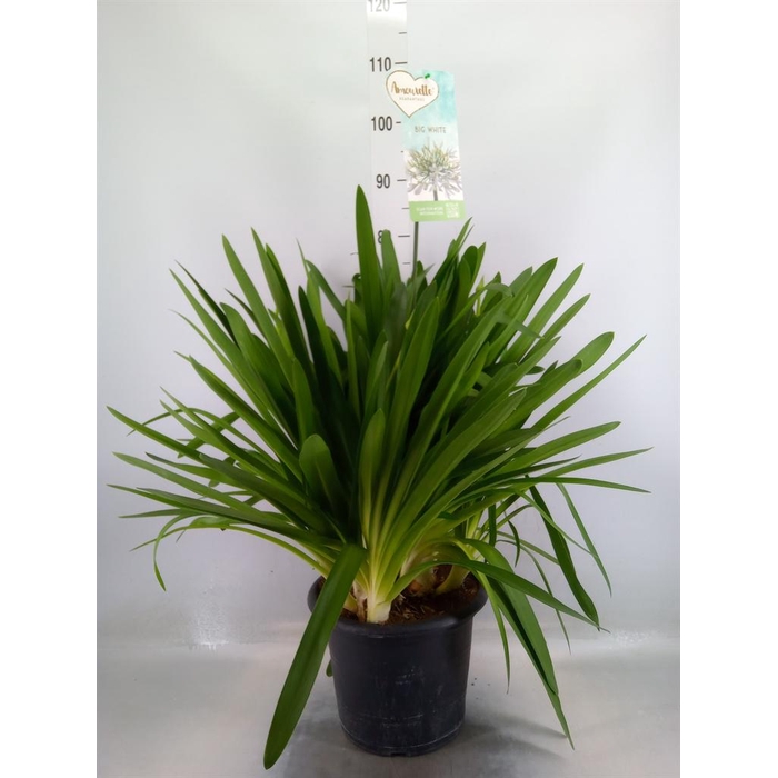 <h4>Agapanthus  'Big White'</h4>
