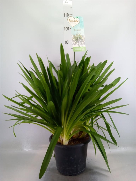 <h4>Agapanthus  'Big White'</h4>