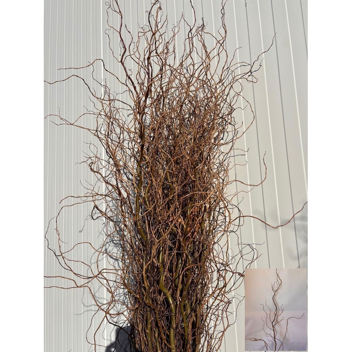 <h4>SALIX B TORTUOSA</h4>