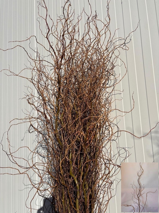 <h4>SALIX B TORTUOSA</h4>