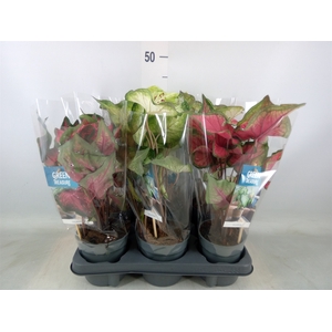 Caladium   ...mix