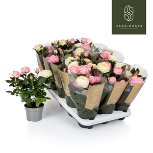 Rosa Kordana Grande mélangé dans pot