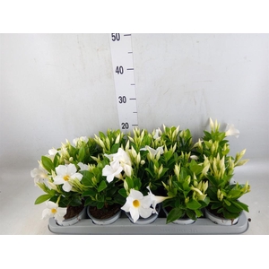 Mandevilla sand. 'Rio White'
